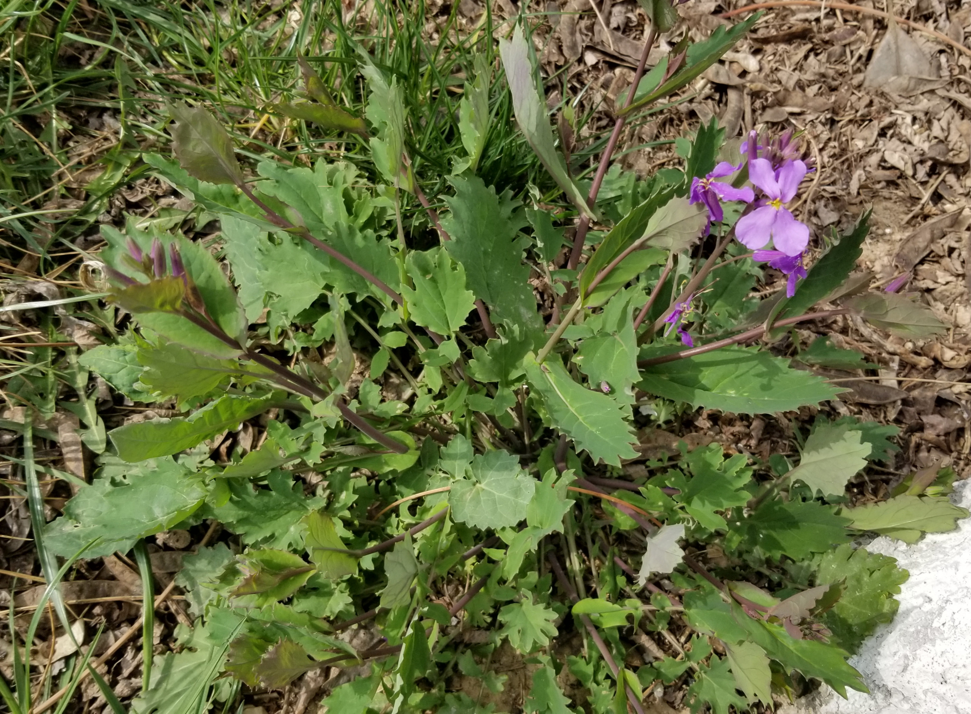 诸葛菜怎么吃,诸葛菜开花后还能吃吗