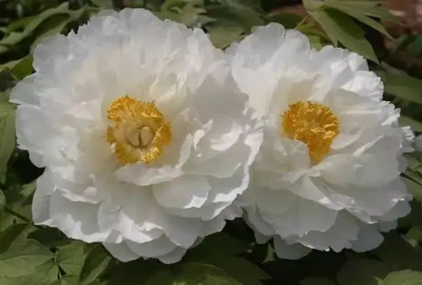 100种名贵牡丹鉴赏 绘画好素材（报花名）