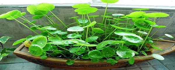 铜钱草水培养护技巧：如何让铜钱草在水中茁壮成长并快速爆盆的方法