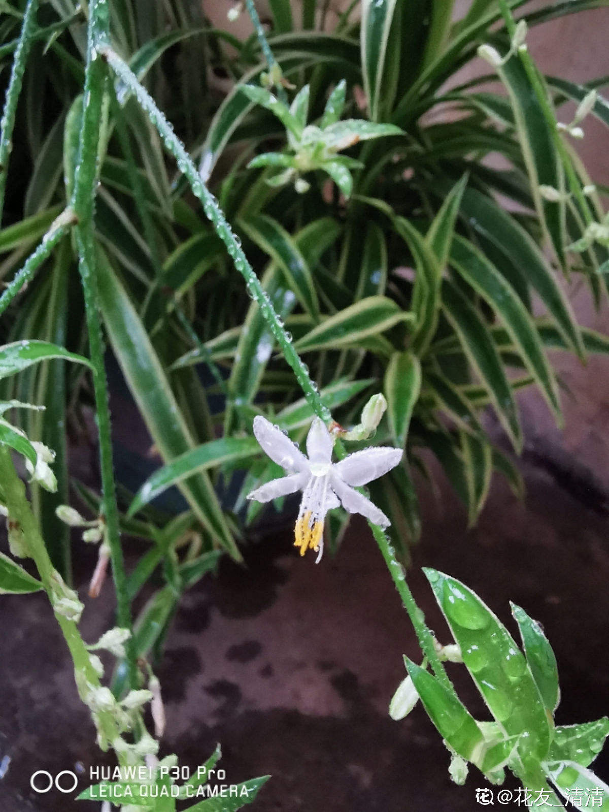花草的图片大全（100种常见花图鉴一览表）