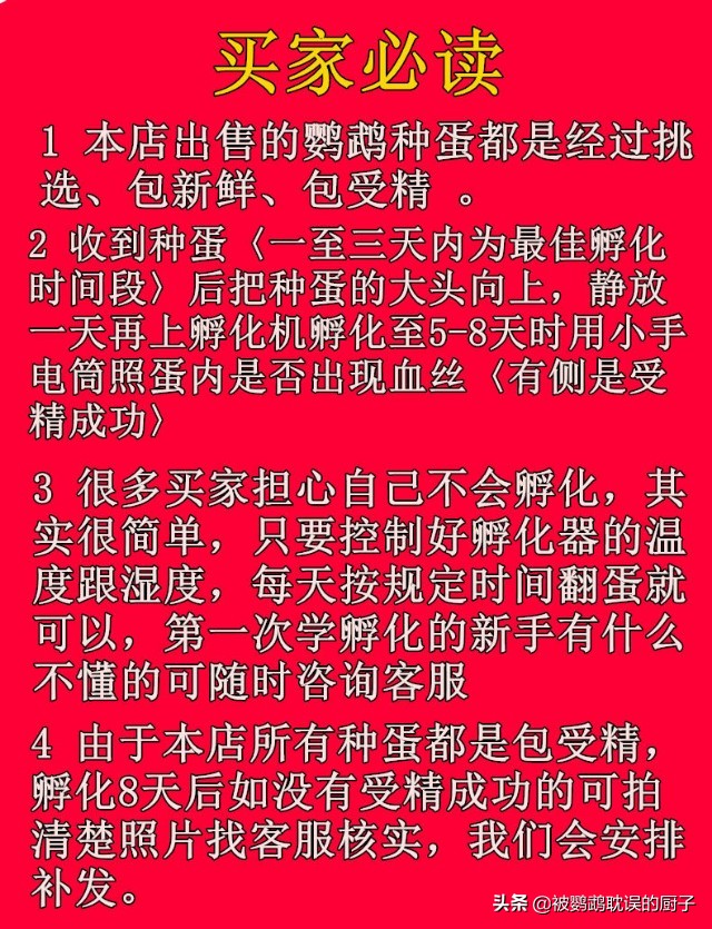 金刚鹦鹉,你买的起吗?拼多多一只花不到1千,网友买鹦鹉蛋自己孵化