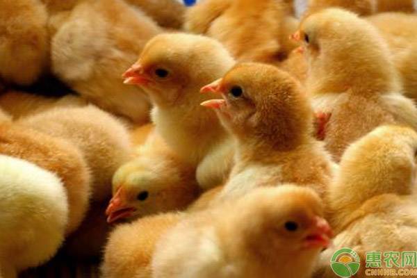今日鸡苗多少钱一只？近期淘汰鸡能涨价吗？