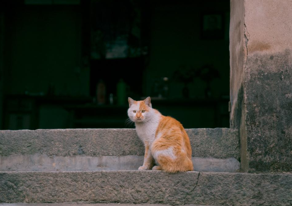 人离世后，不能让猫走近？不全是迷信，还是有科学依据的