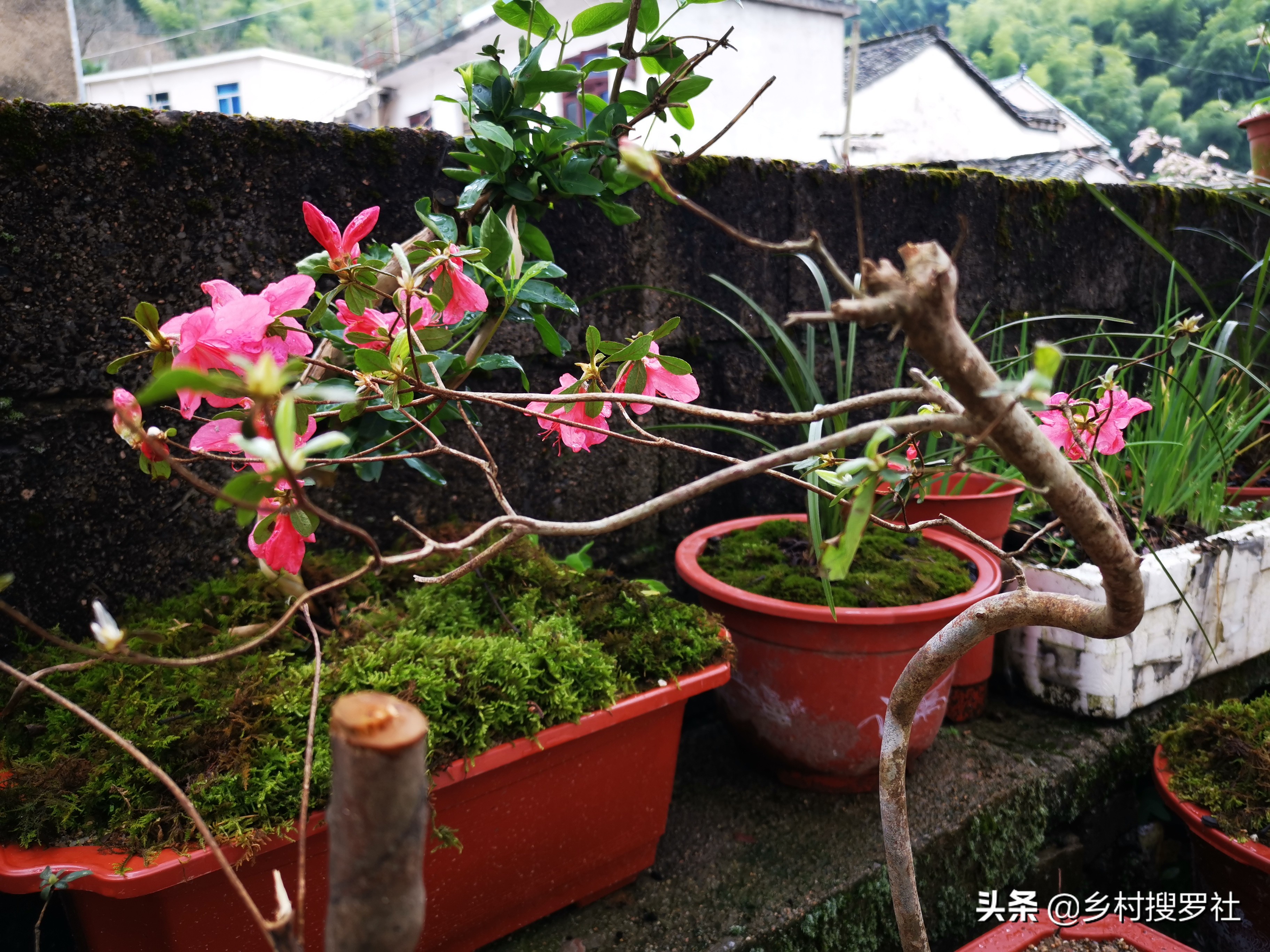 映山红是怎么种植的?掌握这些技巧,40天能生根,90天可成活