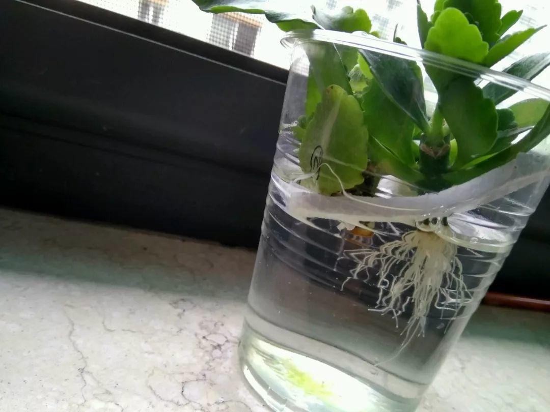 扦插不用土,栀子花放瓶里一闷,生根快还省心!