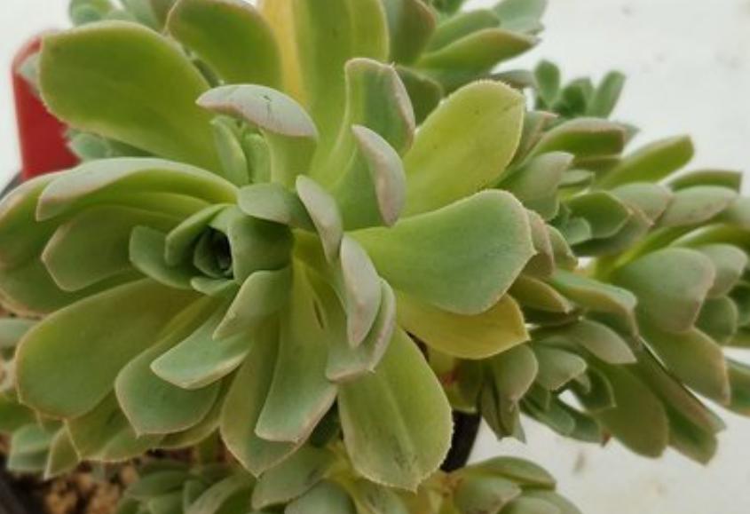 6种大型多肉品种,叶片一层叠一层,颜值高名字具有文艺范