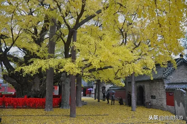 金蝶飞舞丨雨打银杏落，满地皆金黄