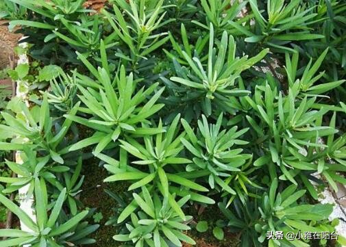 罗汉松怎么养才能更旺盛（记住这一点枝叶茂盛）