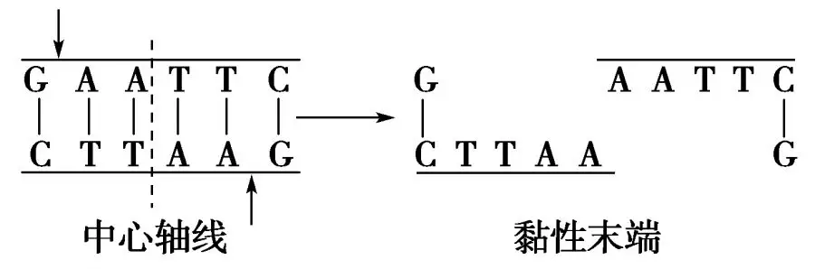 高中生物选修部分基因工程知识点汇总