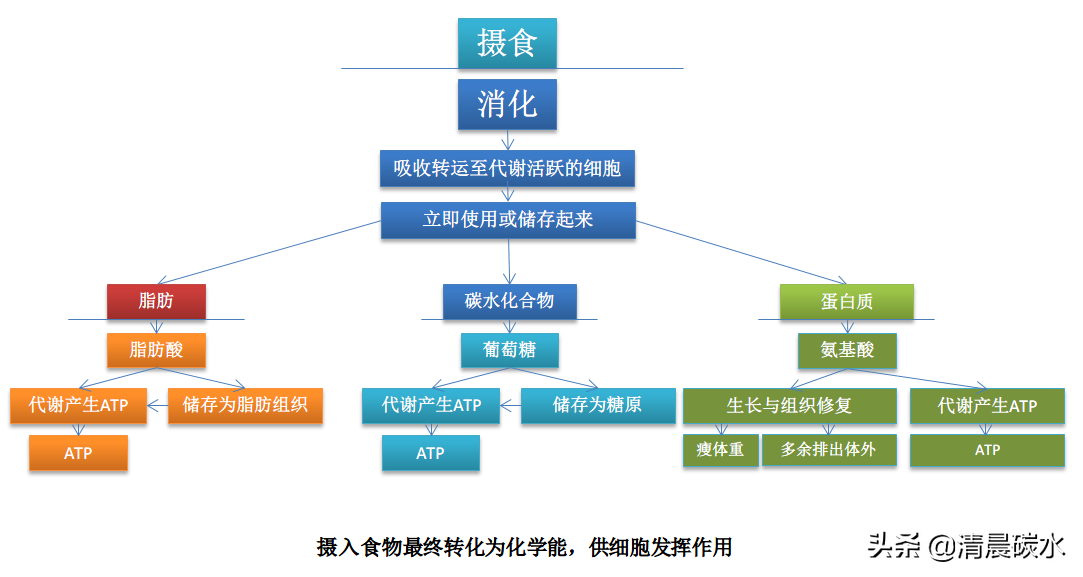 举重耗用的能源物质(搞清楚有氧与无氧的代谢问题，减脂无忧)