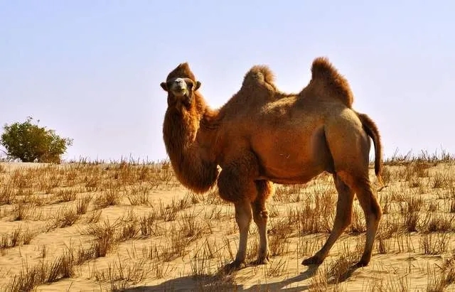 骆驼的特点（历代玉骆驼的特点）-第2张图片