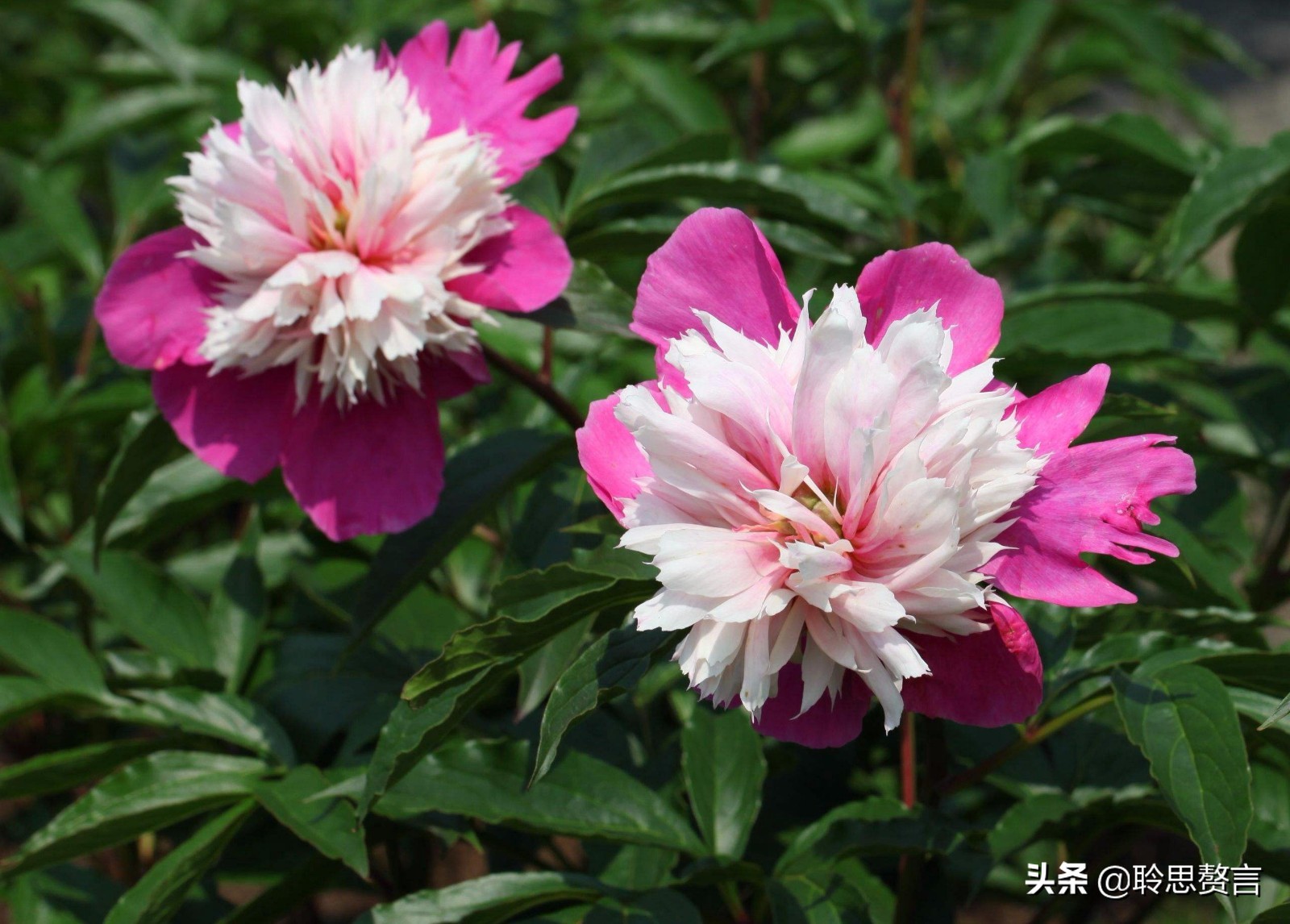 芍药诗词精选三十六首 过眼一春春又夏，开残芍药更无花