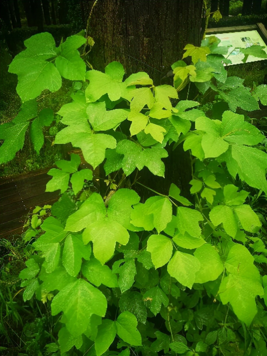葛的花(图片来源:中国植物图像库)葛的藤蔓中含有丰富的纤维,用其绩纱