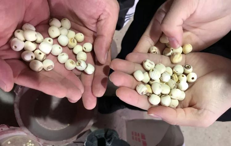蓮子產(chǎn)地,蓮子產(chǎn)地哪里最好