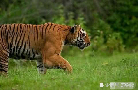 野生东北虎和野生孟加拉虎相比，谁的实力更强？谁才是陆地霸王？