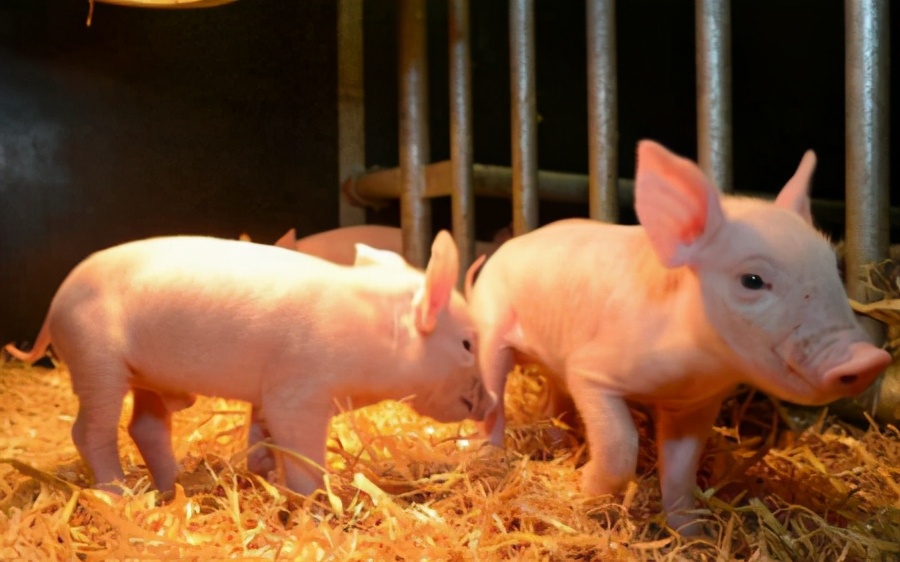 12月8日20公斤仔猪价格，养猪利润再涨，明年养猪要提前布局