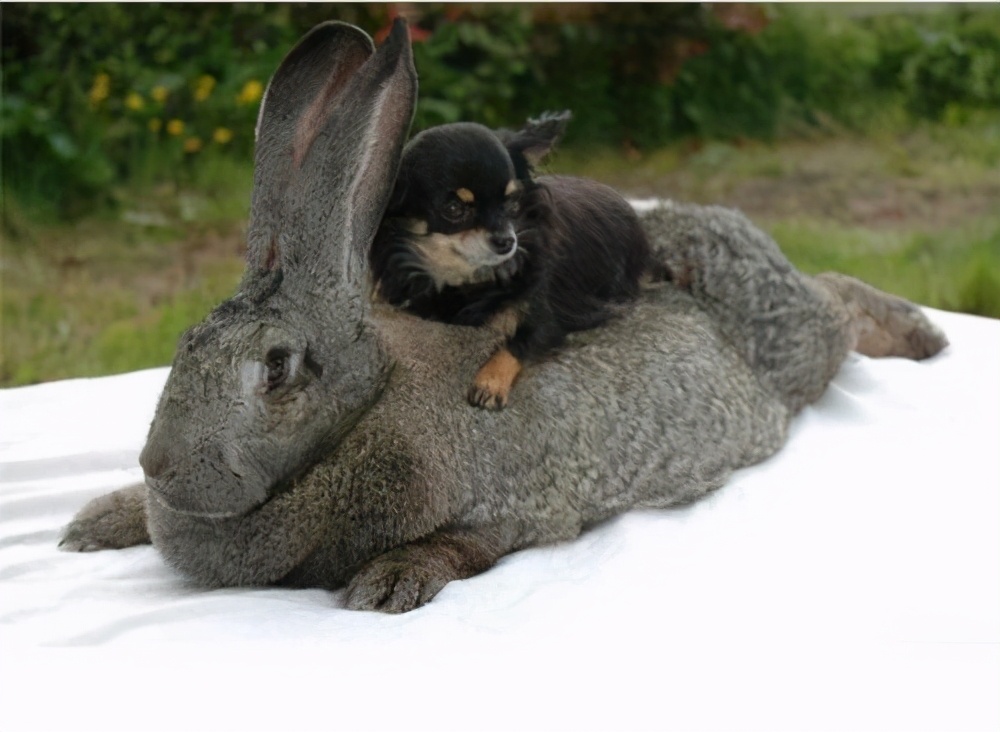 今日兔子价格多少一斤，今日全国兔子毛价格论坛