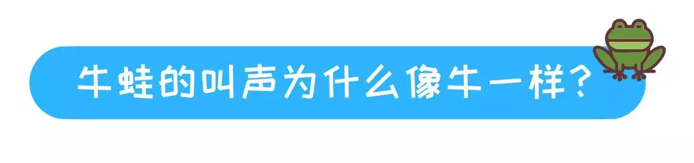 牛蛙是青蛙吗(牛蛙青蛙傻傻分不清？它们的区别可大了！)