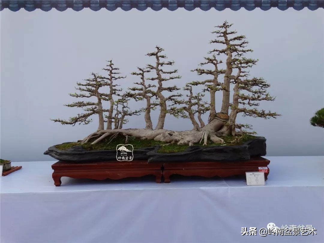 榕樹盆景圖片,榕樹盆景圖片大全欣賞
