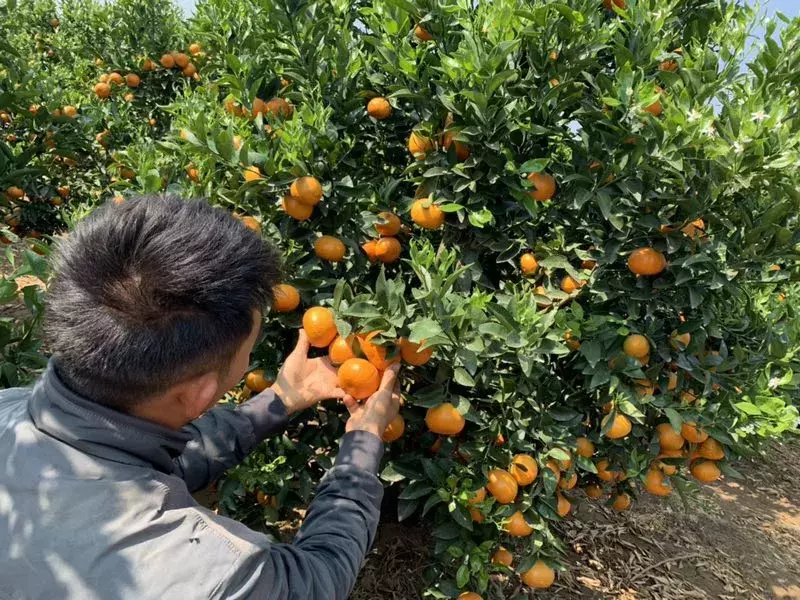 果大皮薄风味好:茂谷柑有这么多优点,为什么还是比不上沃柑?