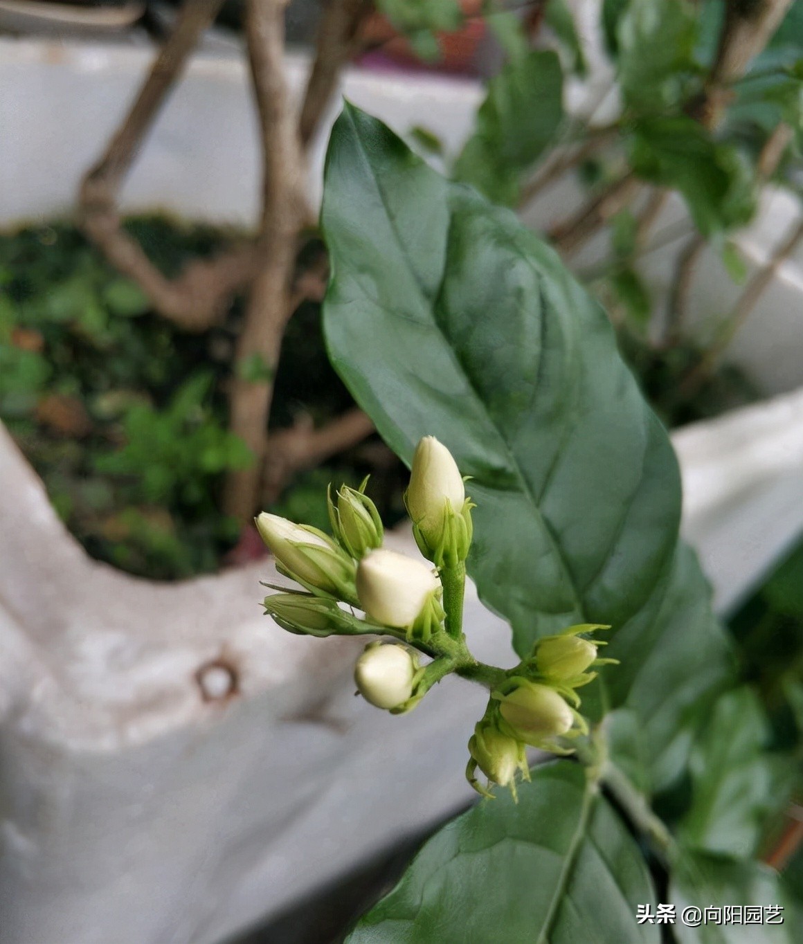 茉莉花怎么修剪（图文讲解茉莉花的正确修剪技巧）