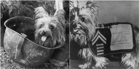 军犬有哪些品种？10大军犬帅爆战场，比德牧还酷的军犬竟不止一种