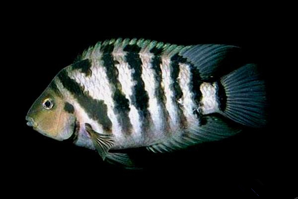 九间德州豹皇冠六间花老虎(花豹石头鱼)和尚鱼(南美大型慈鲷)红鳍鲫红