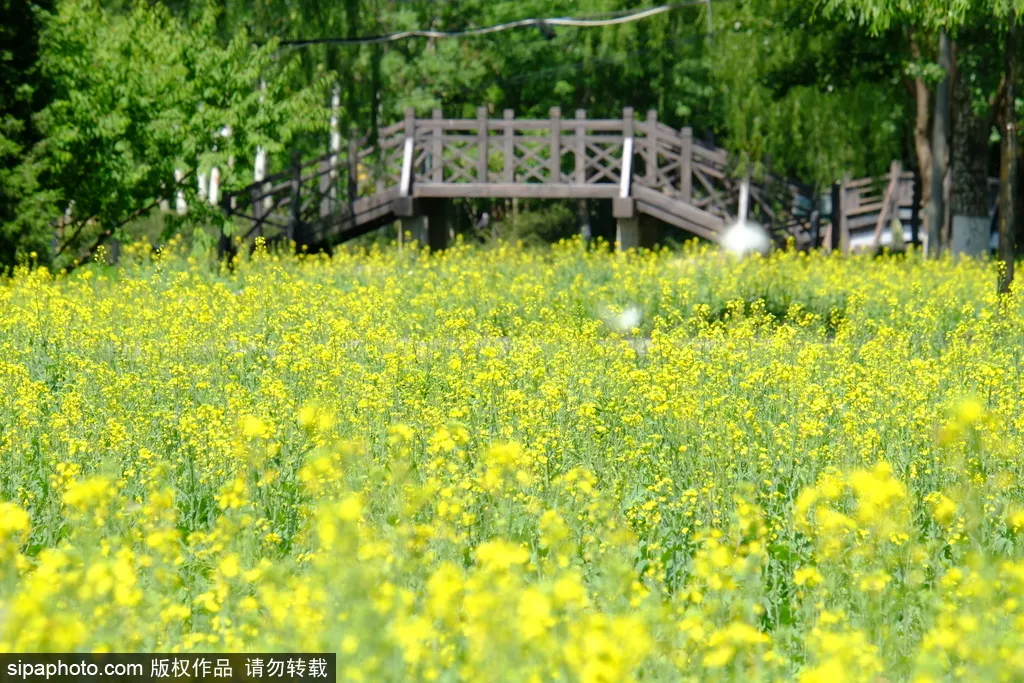 去哪看油菜花,