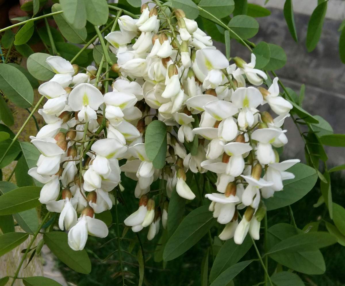 花草的图片大全（100种常见花图鉴一览表）