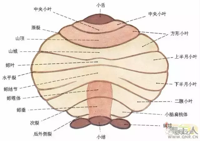 神经元结构示意图（神经元结构示意图手绘）-第20张图片-科灵网