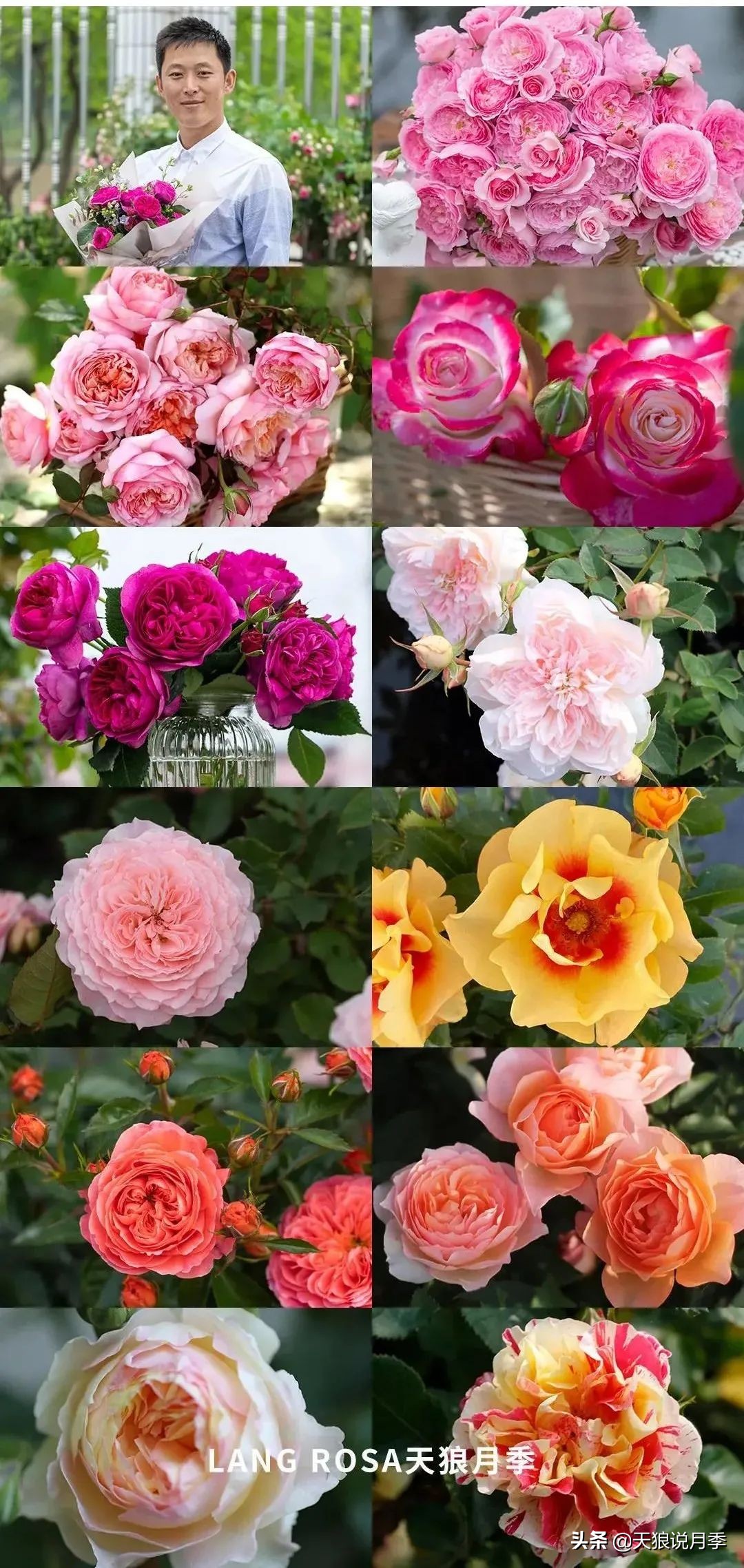 2020世界新品月季大赏，一起来看看都有哪些值得期待的新品种