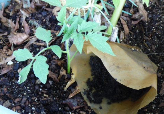 咖啡粉可以当肥料种花吗（教你盆栽植物不用愁肥料）