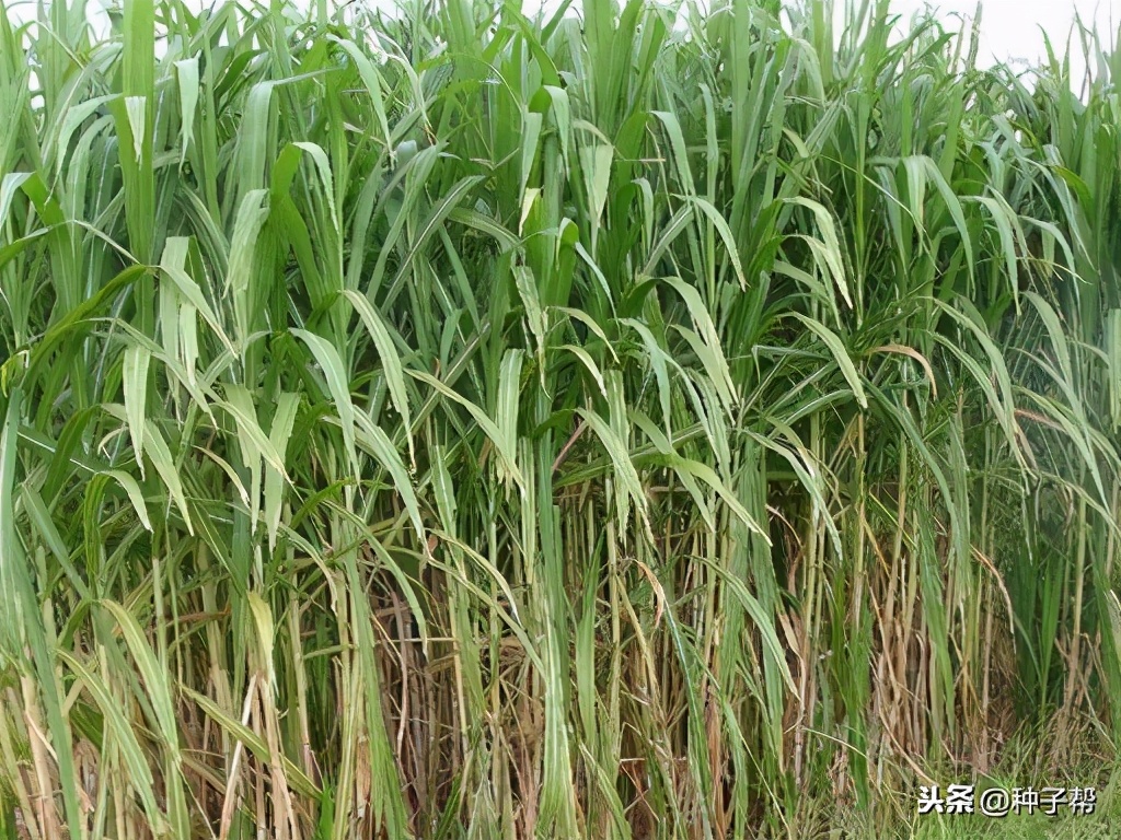 甜象草和皇竹草哪个好（论皇竹草与甜象草的区别介绍）