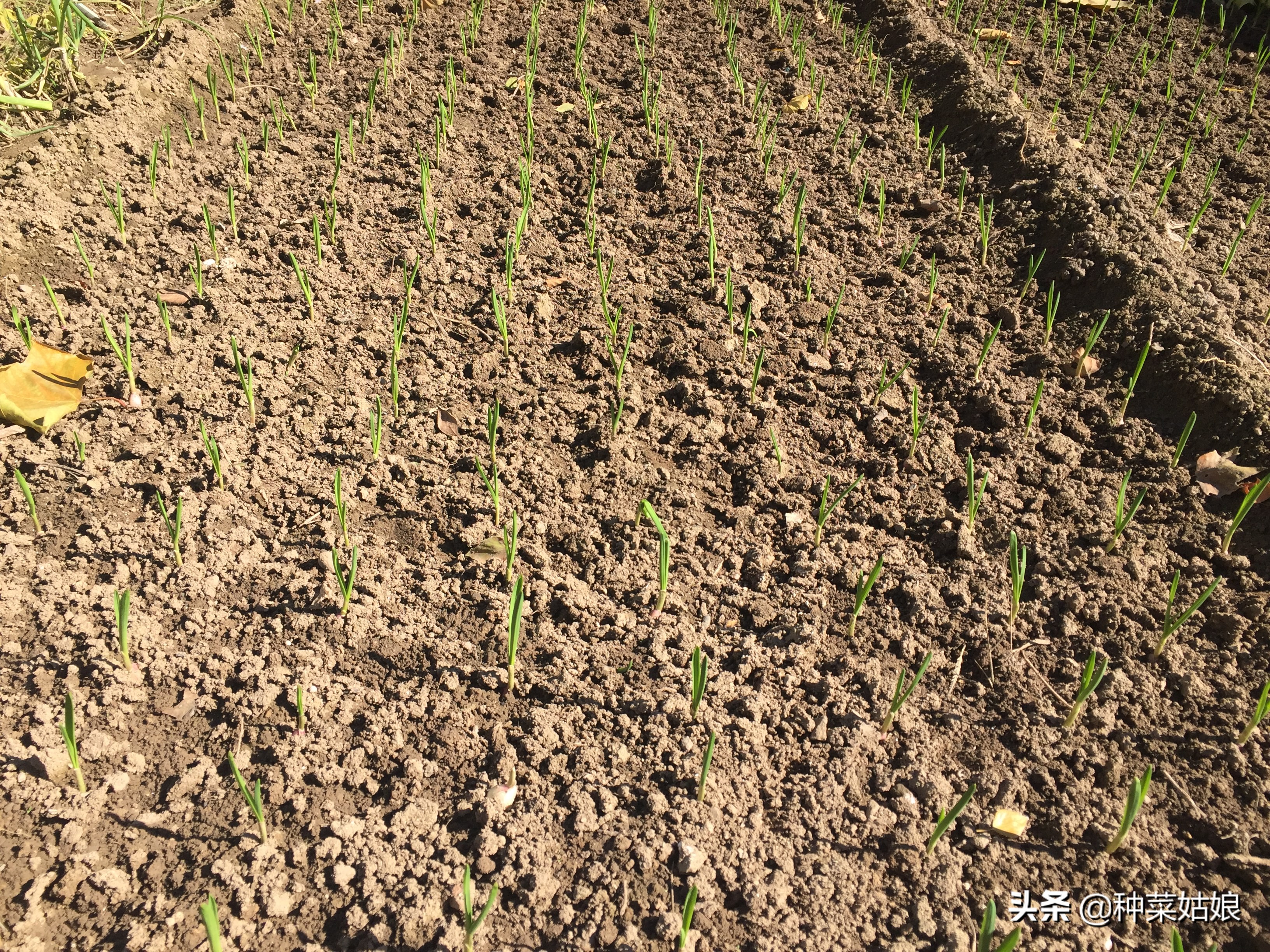 大蒜什么时候种植最佳(吉林大蒜什么时候种植最佳)