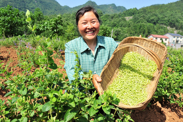 金银花的产地（关于中药材金银花的产地介绍）