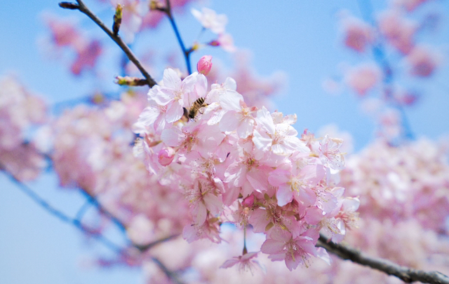 古诗中的百花盛开，分享给所有人，一起来赏花