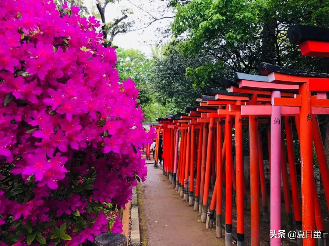 东京：根津神社，杜鹃花丛中的漫步