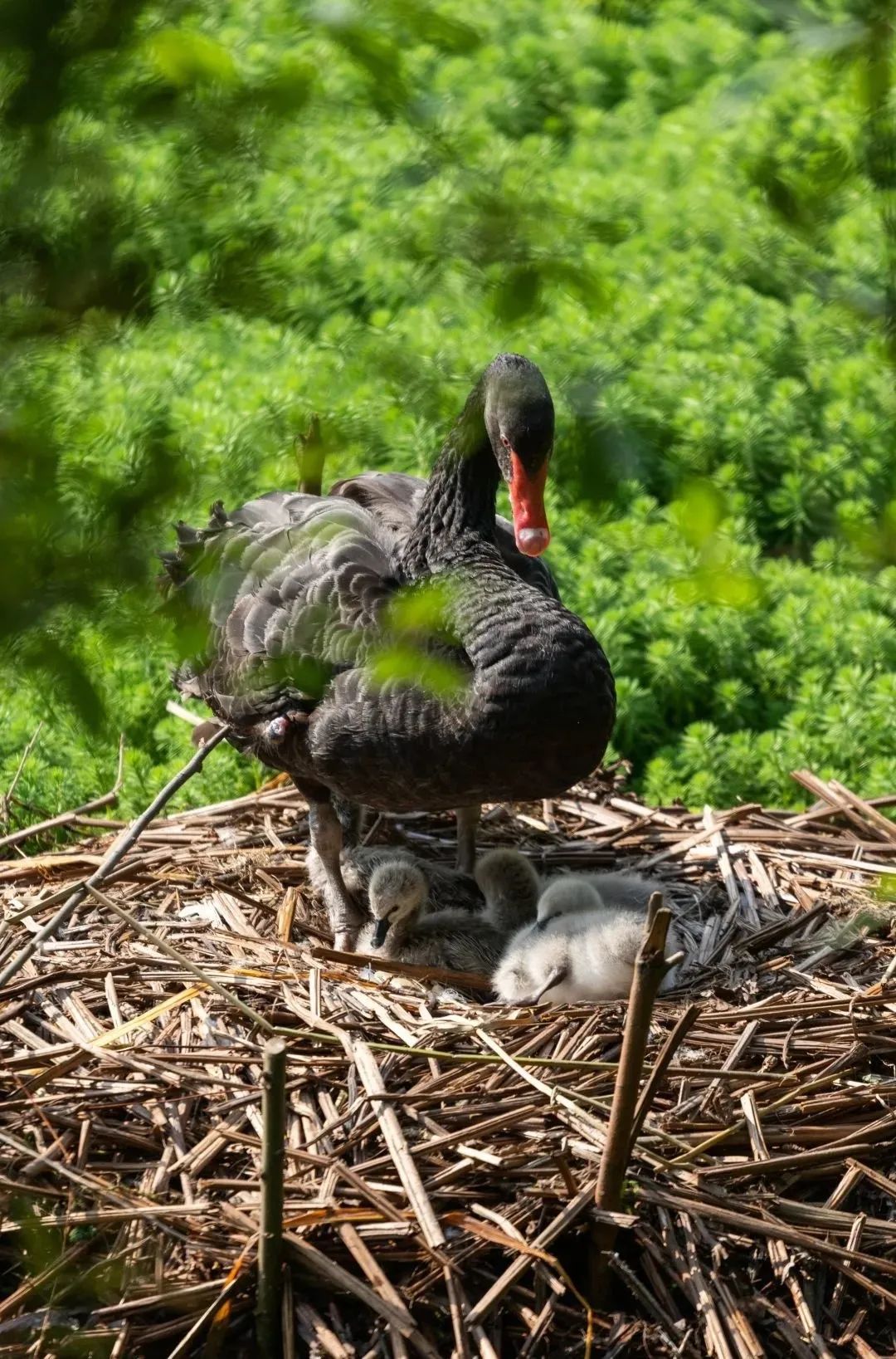 重庆大学，为啥这么牛