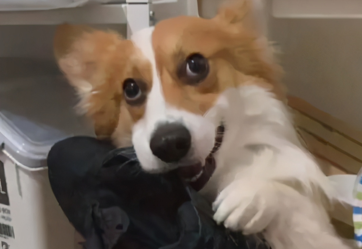 分享今日冷知识：柯基犬，原来你不止腿短臀肥