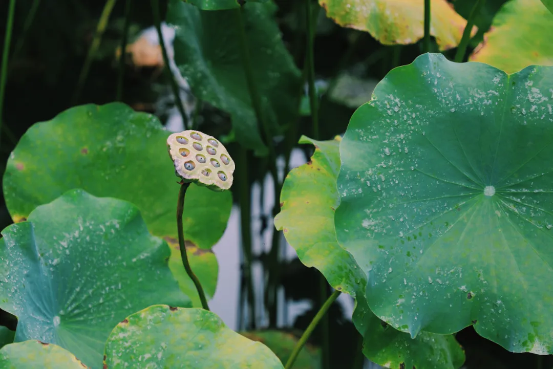 秋雨绵绵|执伞细雨中,漫步草堂间