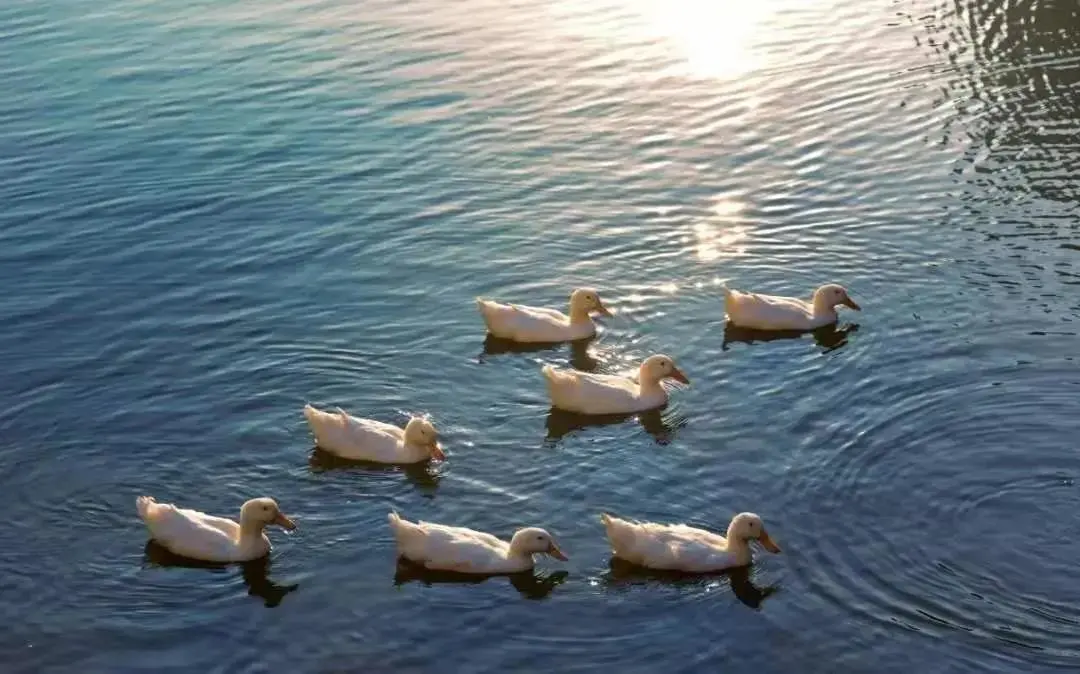 咨询电话！咨询群！广东财经大学21年本科招生咨询方式这里全都有