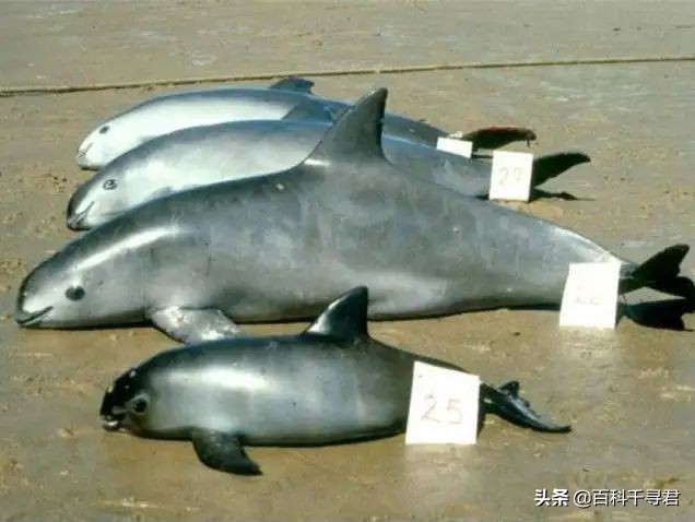 海豚是哺乳动物吗（现存数量只剩个位数的哺乳动物-加湾鼠海豚）