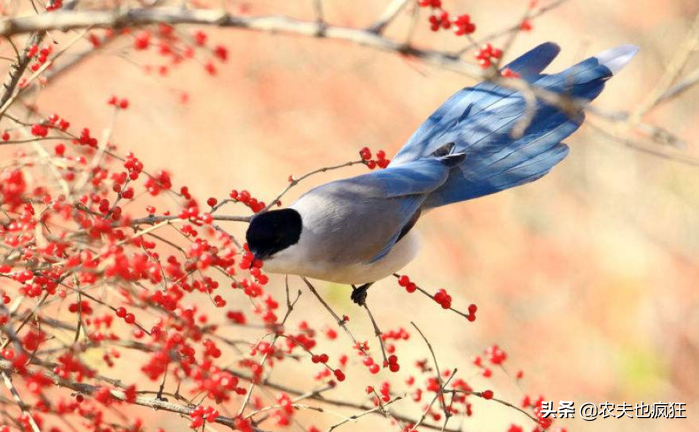 喜鵲吃什么,喜鵲吃什么食物