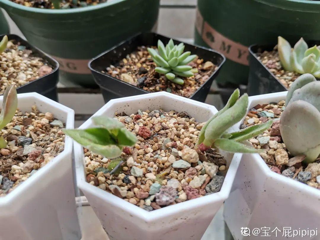 给多肉选花盆,才是最大的乐趣,不信你试试
