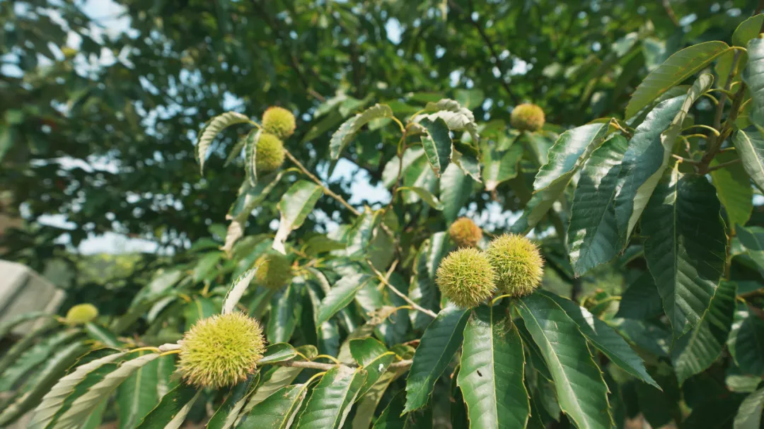 板栗、核桃，这个季节，山里的农副产品才是主角