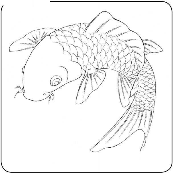国画鱼的画法教程