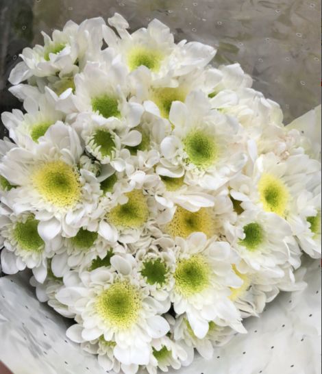 小雏菊花期（小雏菊花期较长养护得当可更长）