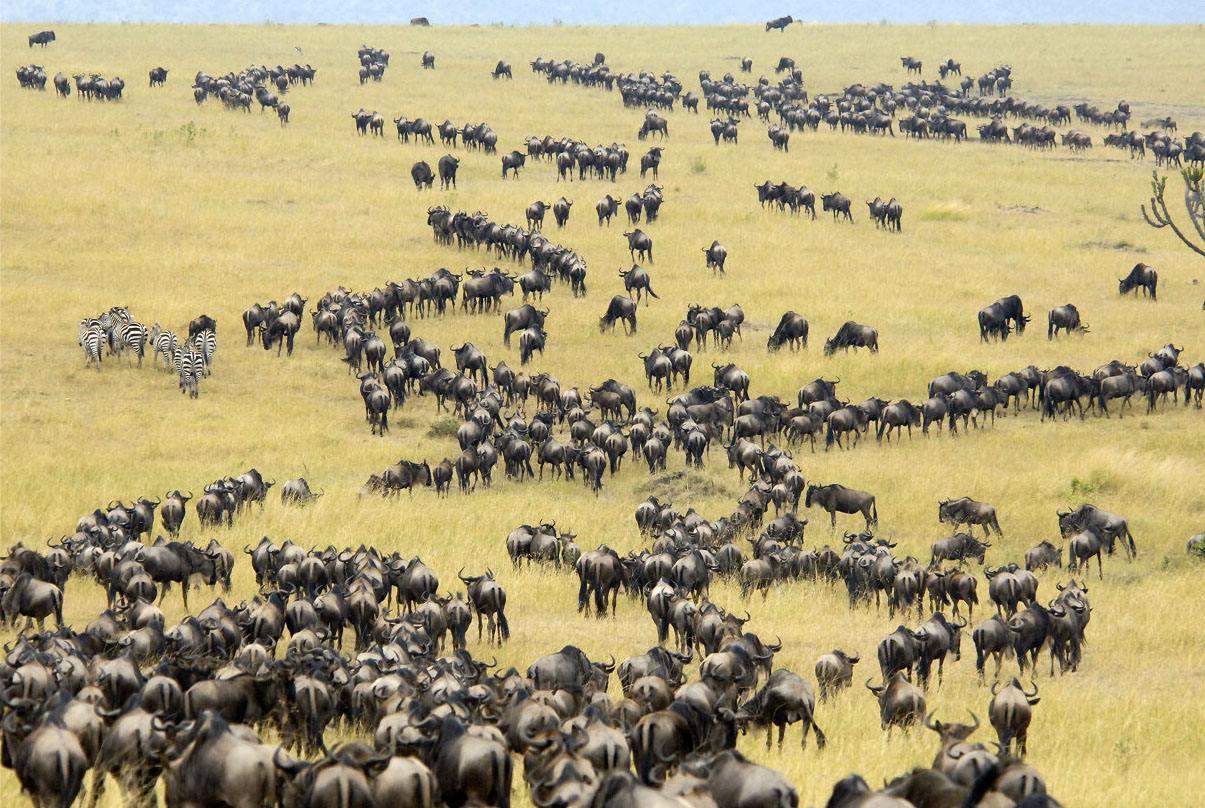 非洲动物大迁徙时间图片