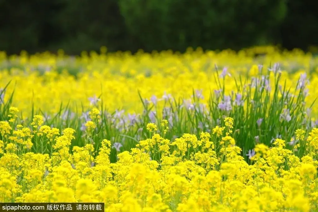 去哪看油菜花,