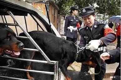 被城市“禁养”的5大狗狗，再养就是犯法，中华田园犬该禁养吗？